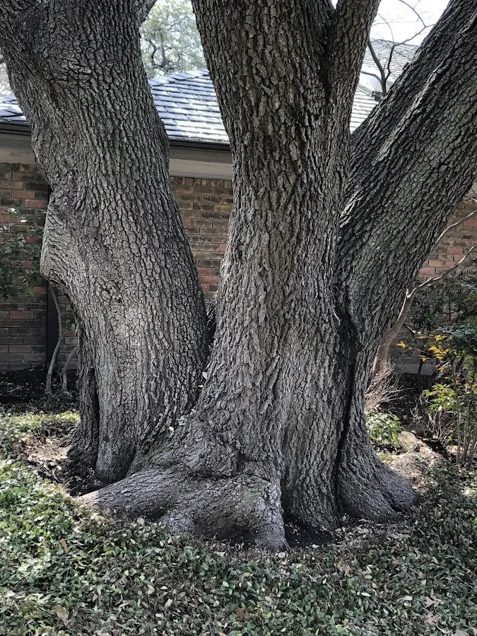 Mature heritage tree close to a Gowrie property cared for by certified arborists